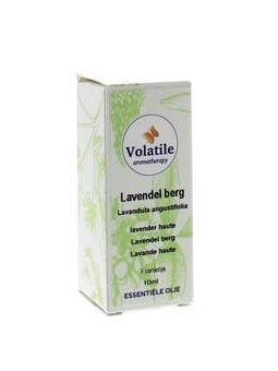 Lavendel Berg - Lavandula officinalis