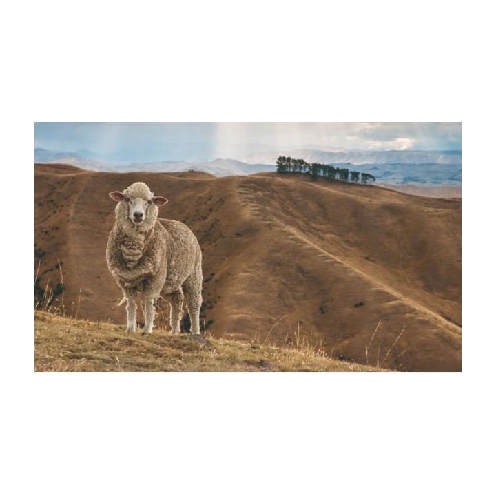 Antidruk Wol, 25 gram